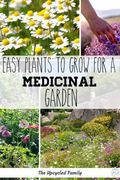 four different pictures with the words easy plants to grow for a medical garden