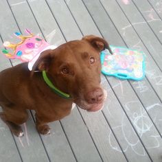 a brown dog sitting on top of a wooden floor next to a blue and pink toy