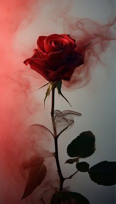 Romantic Roses Aesthetic, Rose Laptop Wallpaper, Paranormal Pictures, Cute Backgrounds For Iphone, Abstract Art Images, Dark Red Wallpaper, Goth Wallpaper, Rose Background, Rosé Aesthetic