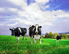 two black and white cows are standing in the grass on a sunny day with clouds overhead