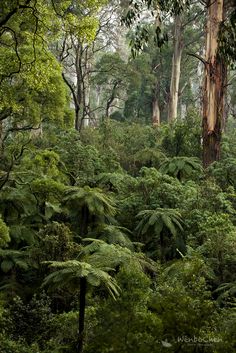 the forest is full of trees and ferns