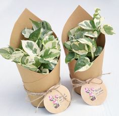 two potted plants are wrapped in brown paper