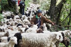 a man is herding sheep down a path in the woods with other people nearby