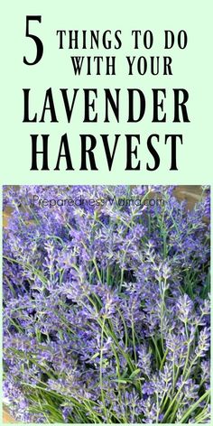 lavender flowers with text overlay that says 5 things to do with your lavender harvest