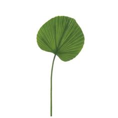 a large green leaf on a white background