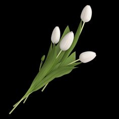 three white tulips with green leaves on a black background