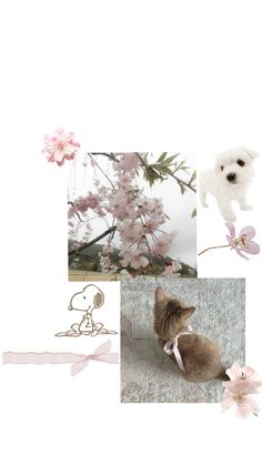 a collage of photos with flowers and a cat