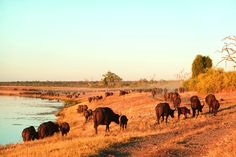 a herd of cattle walking along a dry grass field next to a body of water