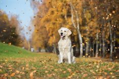 a white dog standing on top of a grass covered field next to trees with falling leaves