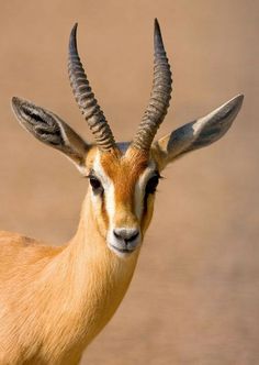 an antelope with very long horns standing in the dirt and looking at the camera