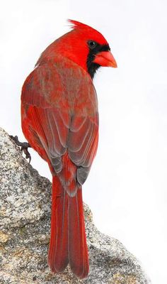 a red bird sitting on top of a rock