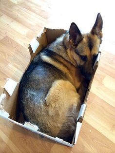 a dog curled up in a box on the floor with his head resting on its paws