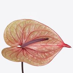 Anthurium Tequila are a Green/Red variety.  As with all tropical flowers Anthuriums prefer the warm, so do not refrigerate. Anthurium Photography, Anthurium Colors, Green Anthurium, Anthurium Collection, Red Anthurium, Pencil Flowers, Flower Encyclopedia, June Flowers, Dutch Flowers