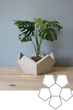 a potted plant sitting on top of a wooden table