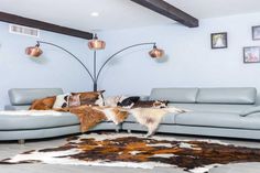 a living room with two couches and a large cowhide rug on the floor