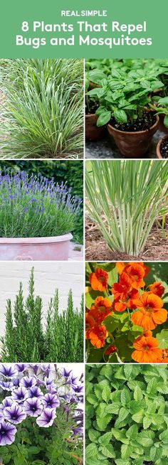 different types of plants that repel bugs and mosquitoes