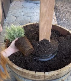 a person is holding a plant in a barrel