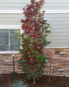 a tall tree in front of a house with red leaves on it's branches