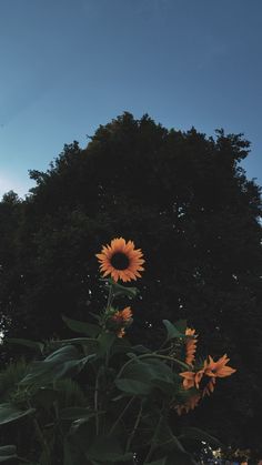 sunflowers in the foreground with trees in the background