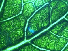 the underside of a green leaf is shown