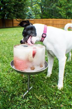 Dog Carnival Ideas, Outdoor Dog Birthday Party, Dog Beach Birthday Party, Dog Birthday Party Games For Dogs, Dog Pool Party Ideas, Dog Party Ideas For Dogs, Dog Beach Party, Dogs First Birthday Ideas Party Themes, Dog Ice Cube Treats