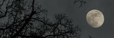 the full moon is seen through the branches of some trees in front of a dark sky