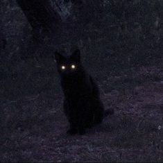 a black cat with glowing eyes sitting in the dark forest at night, looking to its left