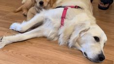 two dogs are laying on the floor with their owners feet in the air and one dog is wearing a red harness