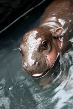 a hippopotamus is swimming in the water