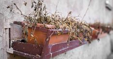 an old window sill with plants growing out of it