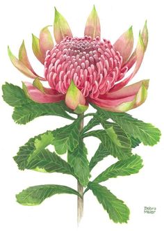 a drawing of a pink flower with green leaves