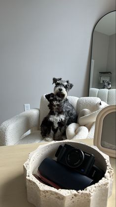 a dog sitting on a chair next to a camera