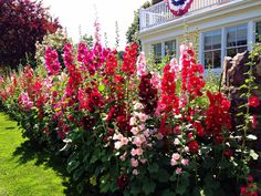 many different colored flowers in front of a house with an american flag on the roof