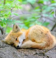 a red fox curled up sleeping on the ground