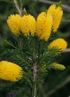 the yellow flowers are blooming on the tree