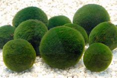 some green moss sitting on top of white rocks