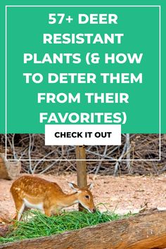 a deer eating grass next to a sign that says, 53 deer resistant plants & how to better them from their favorites check it out