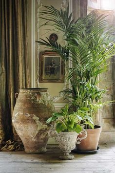 three potted plants sitting next to each other in front of a window