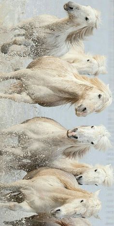 four white horses are running in the water