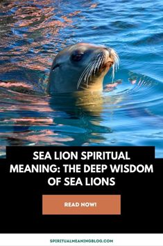 a sea lion swimming in the ocean with text reading sea lion spirital meaning the deep wisdom