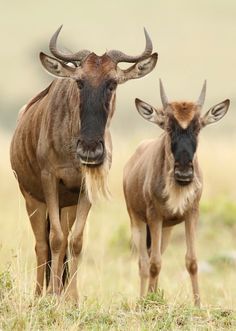 two brown and black animals standing on top of a grass covered field