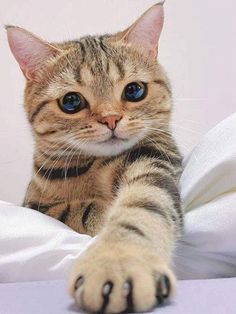 a close up of a cat laying on a bed with its paw out and looking at the camera