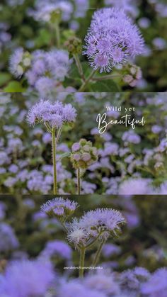 three pictures of purple flowers with the words wild west beautiful