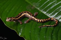 a brown and black striped gecko sitting on top of a green leaf