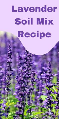 lavender soil mix recipe with text overlay that reads lavender soi mix recipe on it