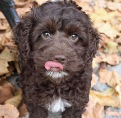 a small brown dog standing on top of leaves