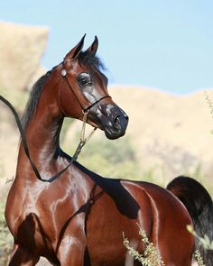 a brown horse standing on top of a lush green field