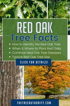 the red oak tree fact is shown