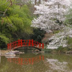 a red bridge over a pond surrounded by trees with white blossoms on it and rocks in the foreground