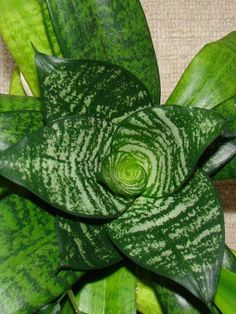 a close up of a plant with green leaves